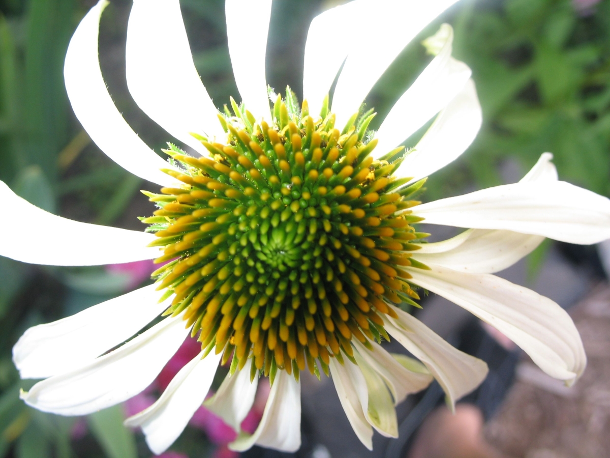 White Echinacea Fibonacci spiral Creating Every Day moving toward the sun