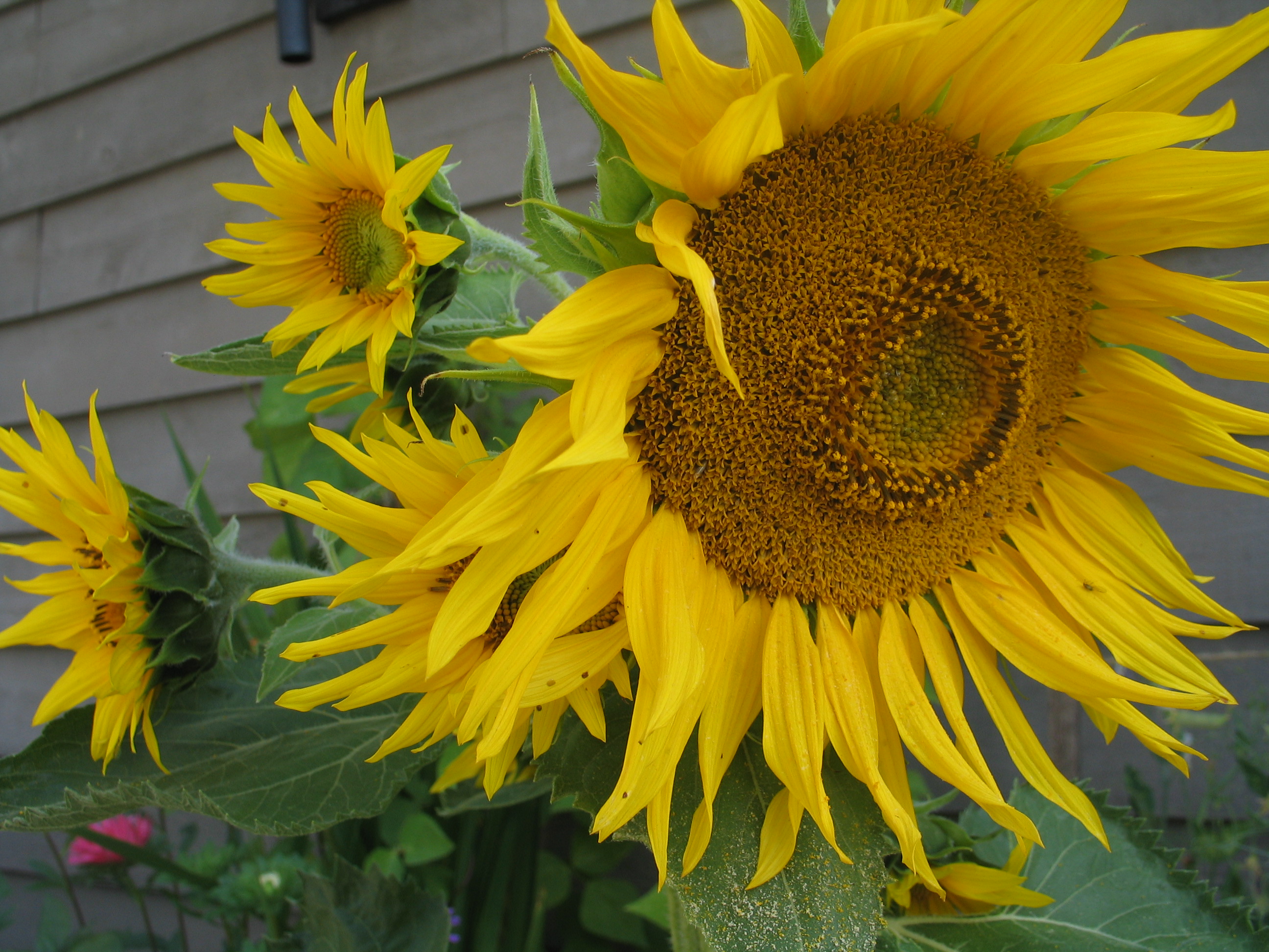 Sunflowers, Fibonacci number sequence and spitals