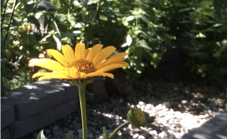 Reaching for the Sun: Importance of Natural Environment