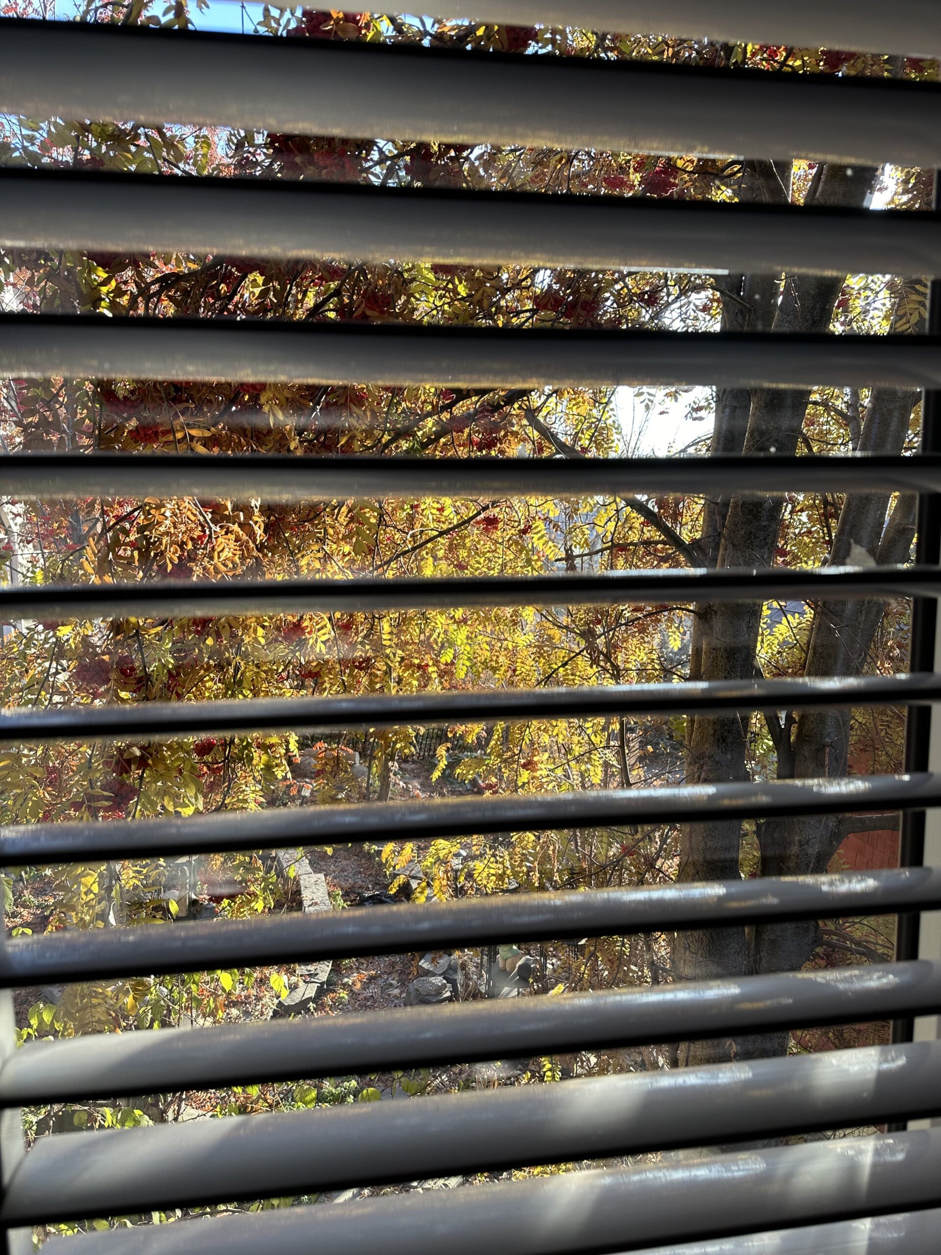 The End of Fall Colours